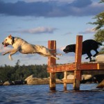 1-feature-rangeley-lake-hiking-dogs_51312_600x450