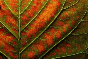 backlit-close-up-of-a-smoke-tree-leaf-joe-petersburger
