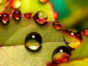 leaf-with-water-drops