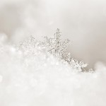 white-snowflake-bronze-riser