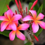 plumeria resize